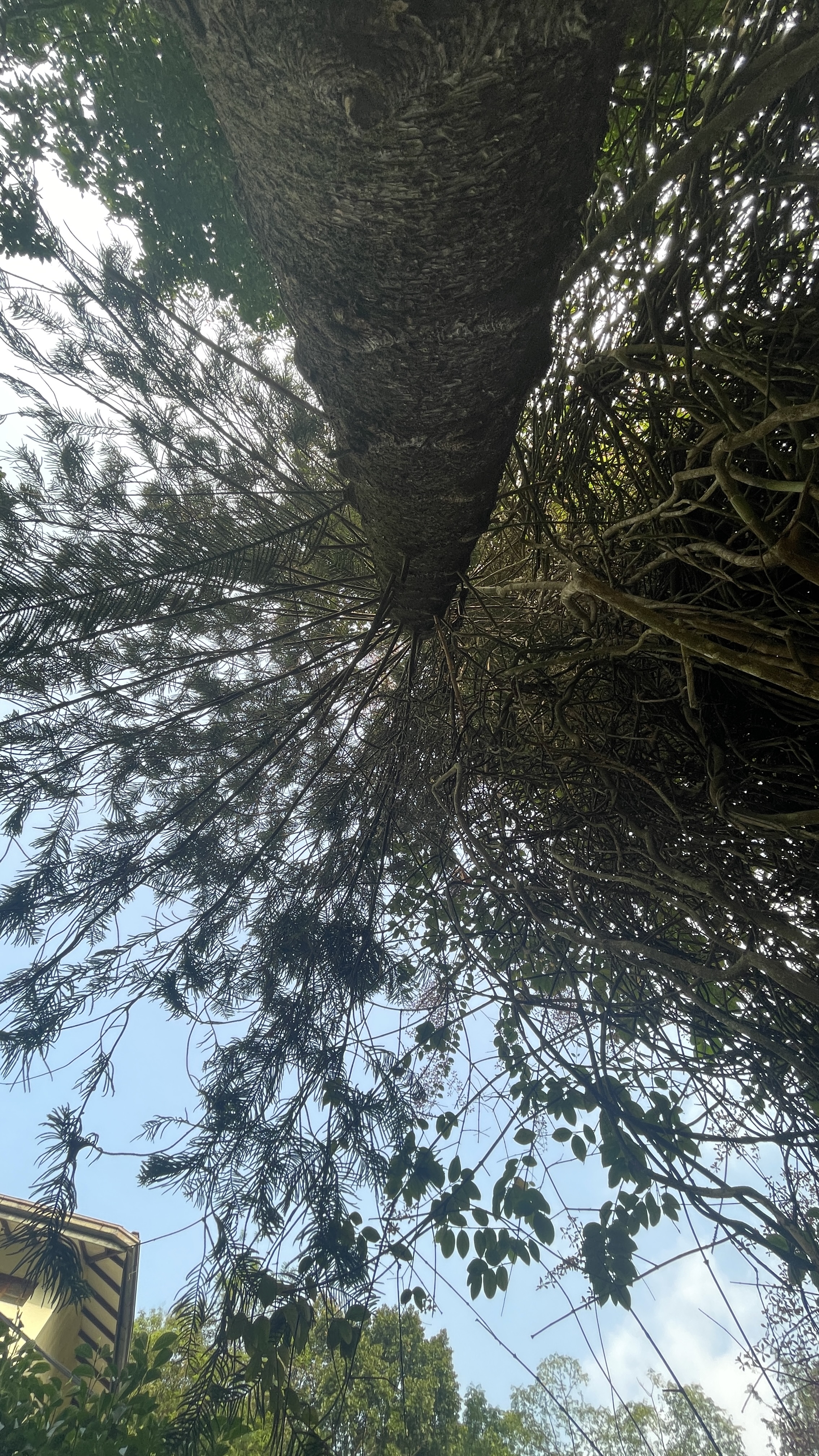 Ancient trees on the grounds
