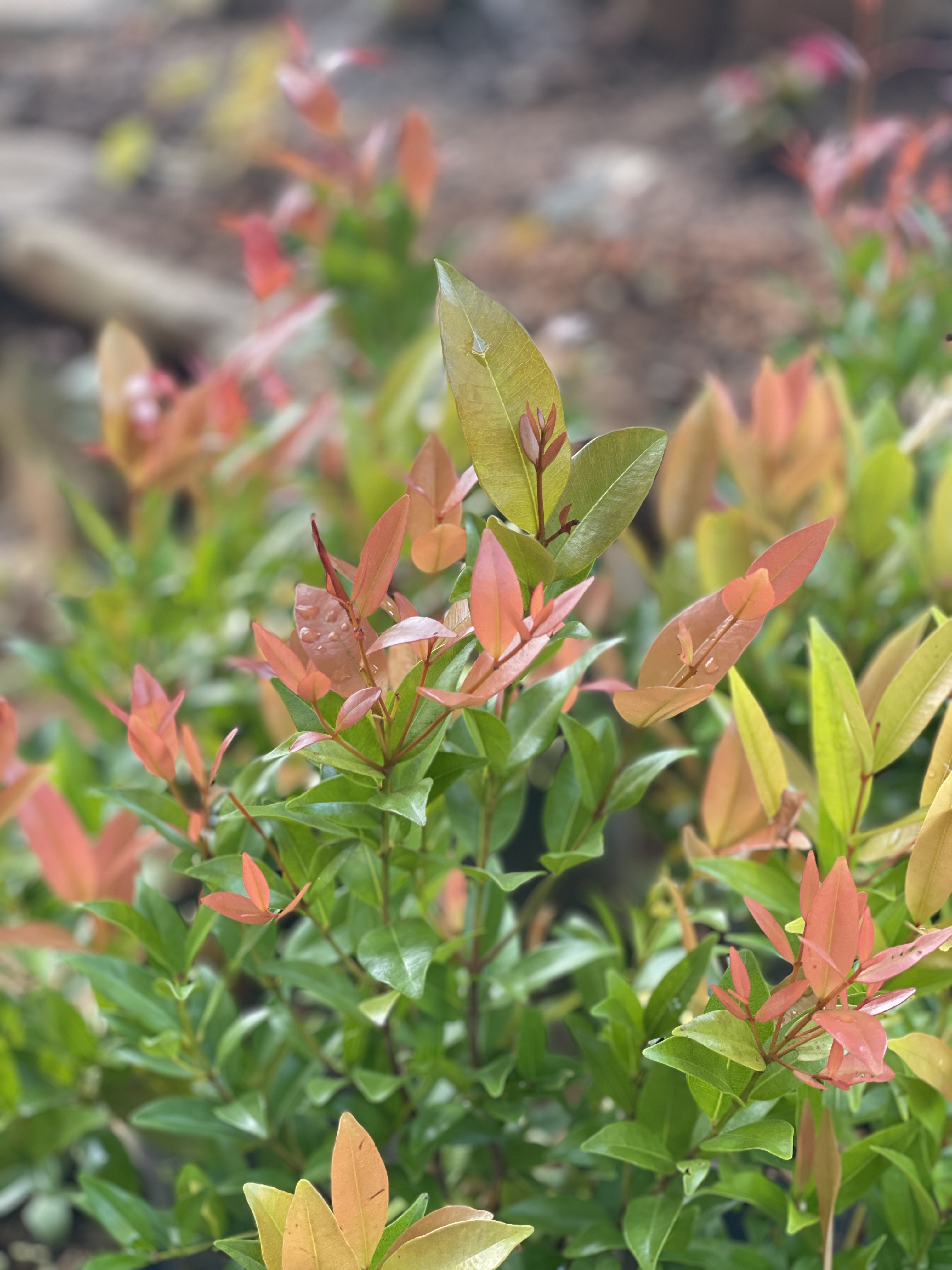 Tropical garden foliage